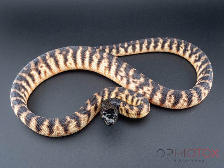 A. melanocephalus 0,1 - het. Axa