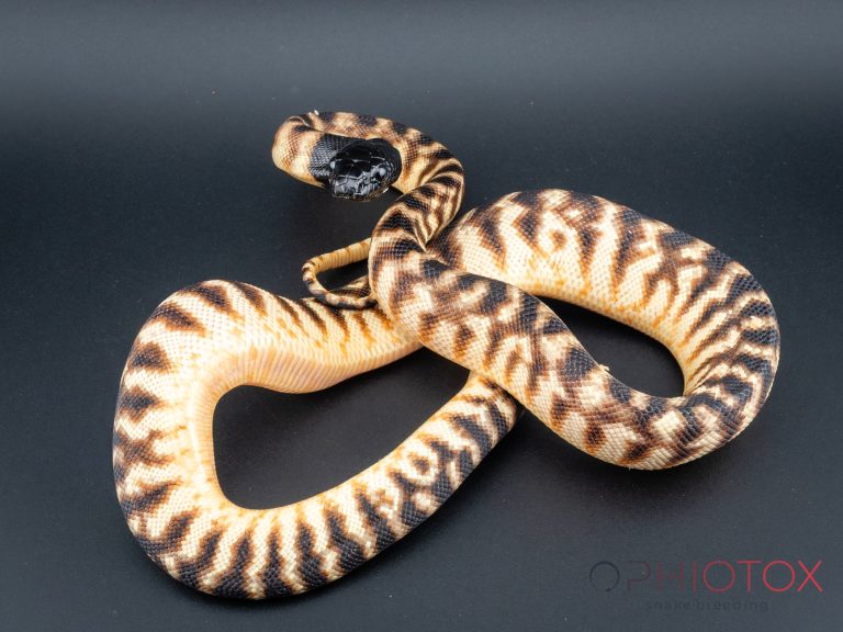 A. melanocephalus 0,1 - het. Axa