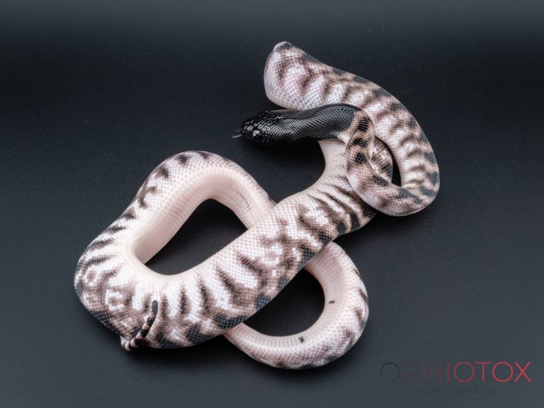A. melanocephalus 0,1 - Axa