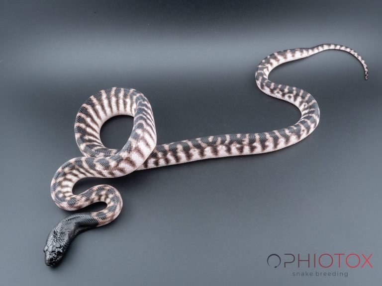 A. melanocephalus 0,1 - Axa