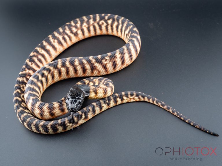 A. melanocephalus 0,1 - het. Axa