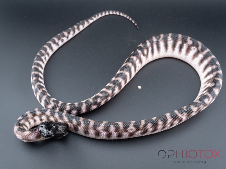 A. melanocephalus 0,1 - Axa