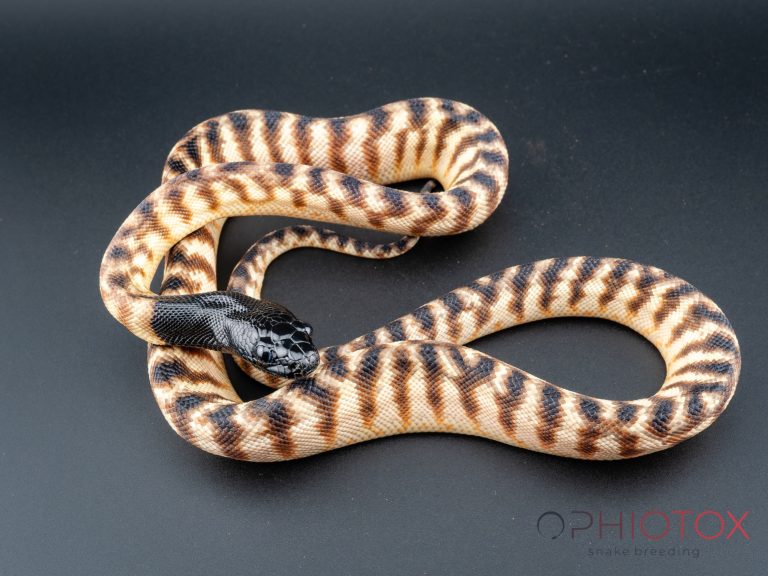 A. melanocephalus 1,0 - het. Axa