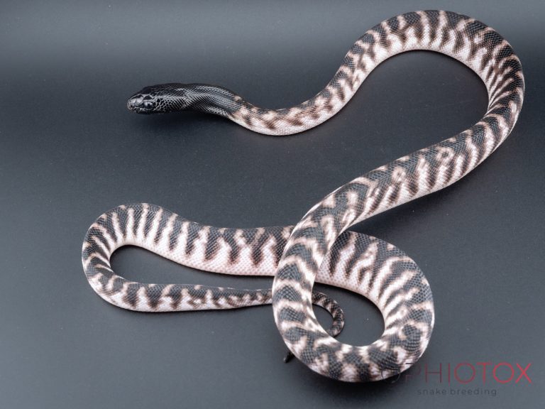 A. melanocephalus 1,0 - Axa