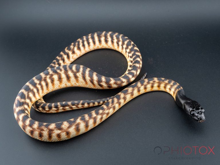 A. melanocephalus 1,0 - het. Axa