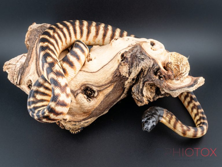 A. melanocephalus 1,0 - het. Axa
